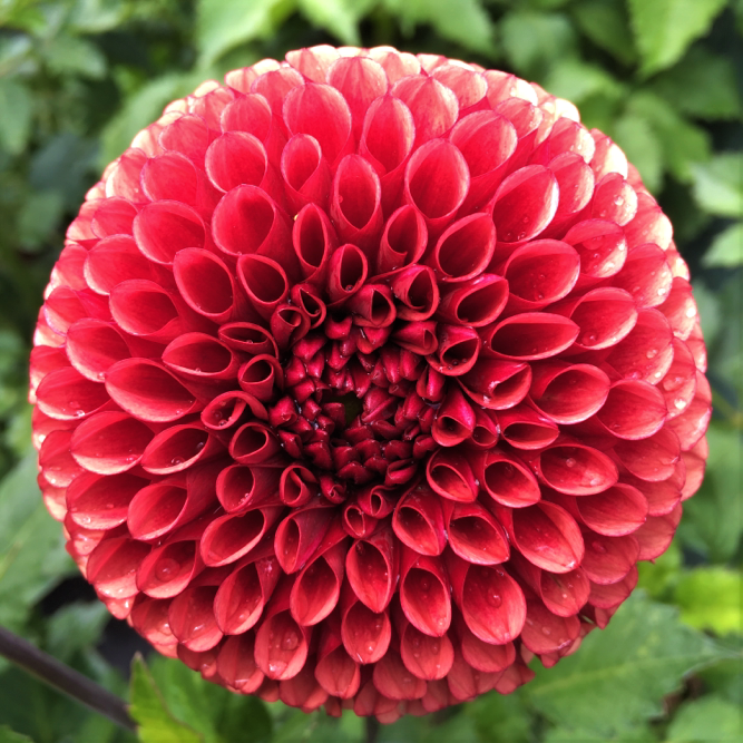 Dahlia Copper Boy